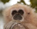 EvilGibbon